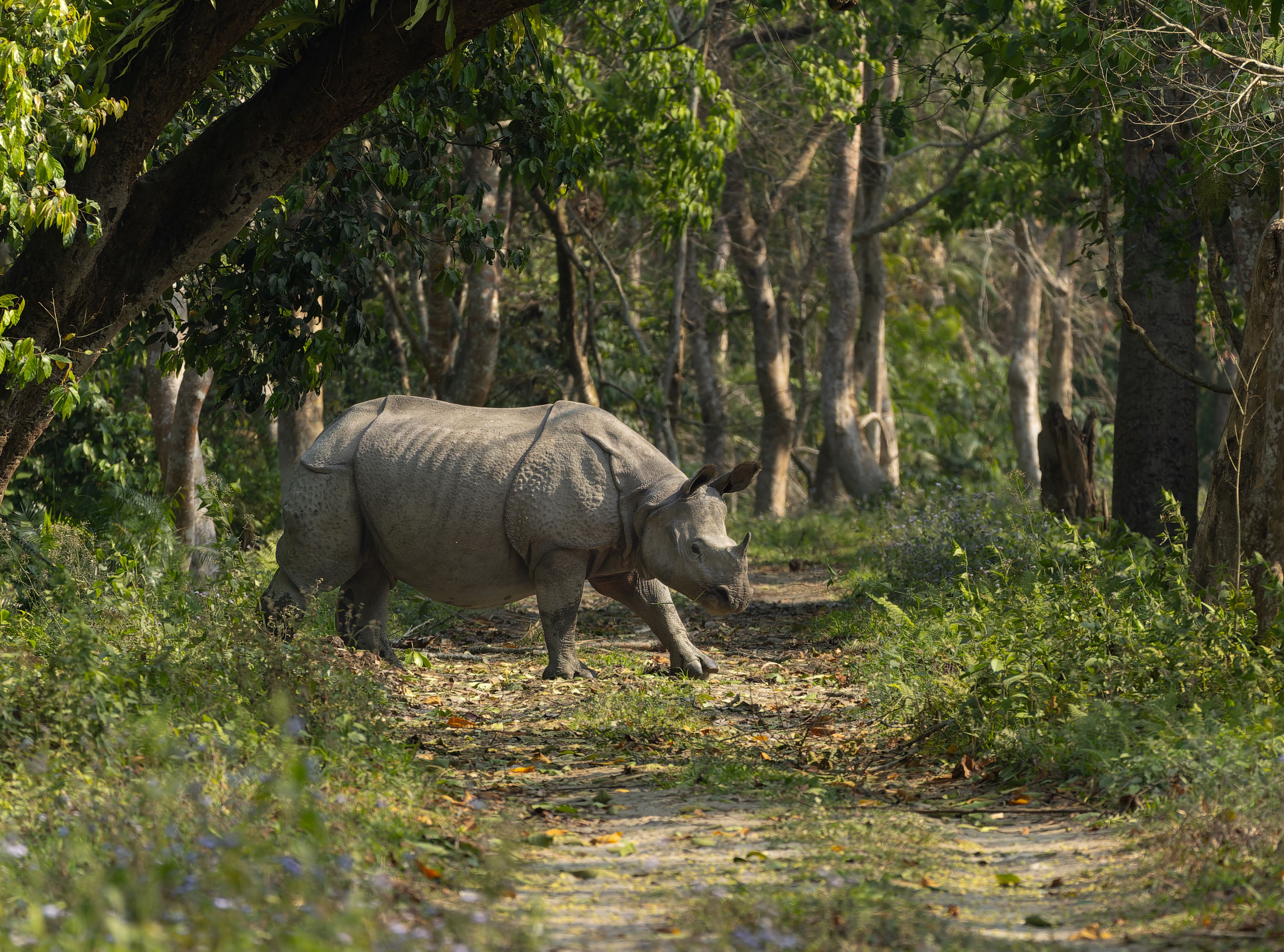 A greater one-horned rhinoceros in side profile crossing a sunlit forest track in Kaziranga National Park