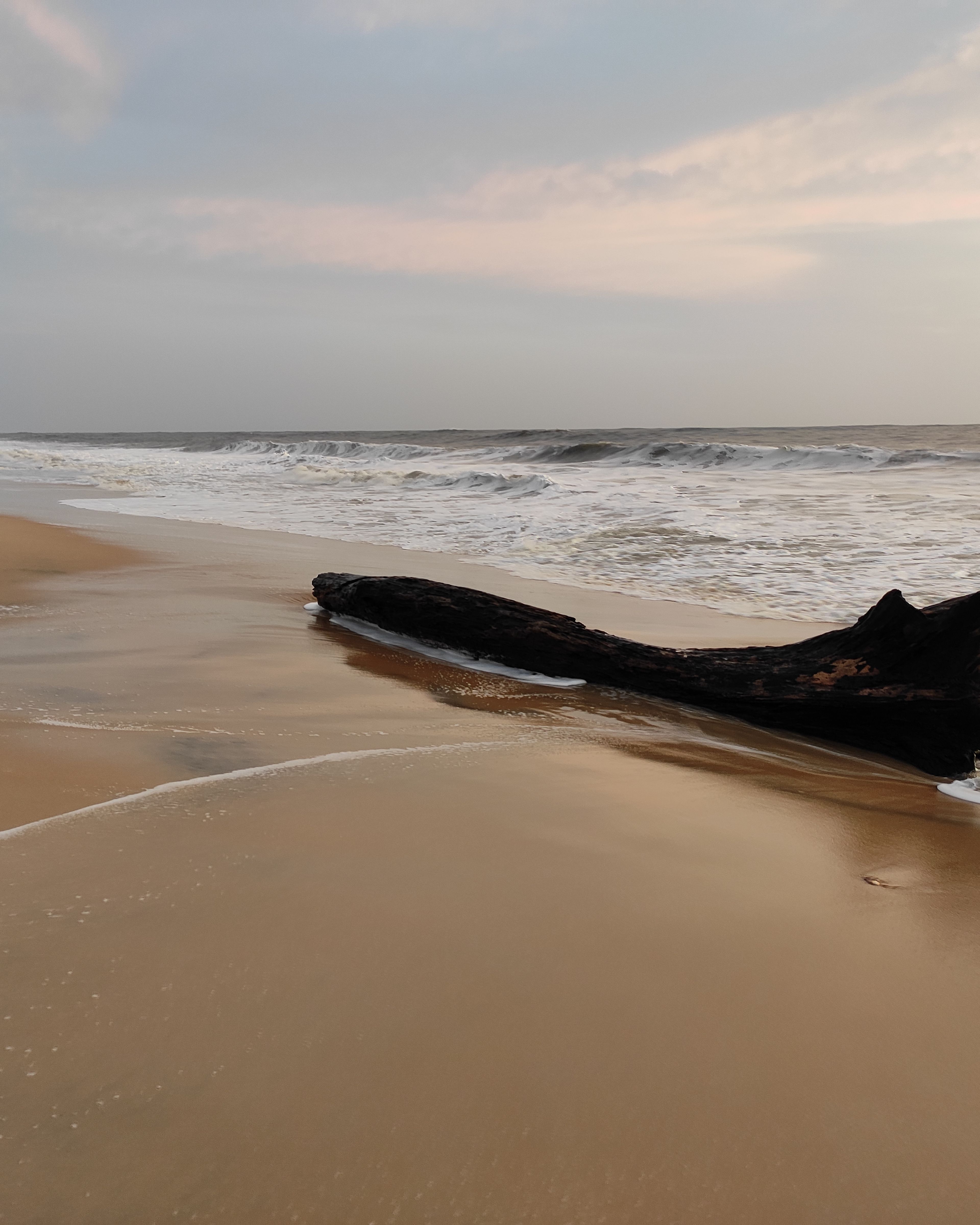 Sculptural driftwood on smooth wet sand beside the surf at Marari Beach in soft evening light