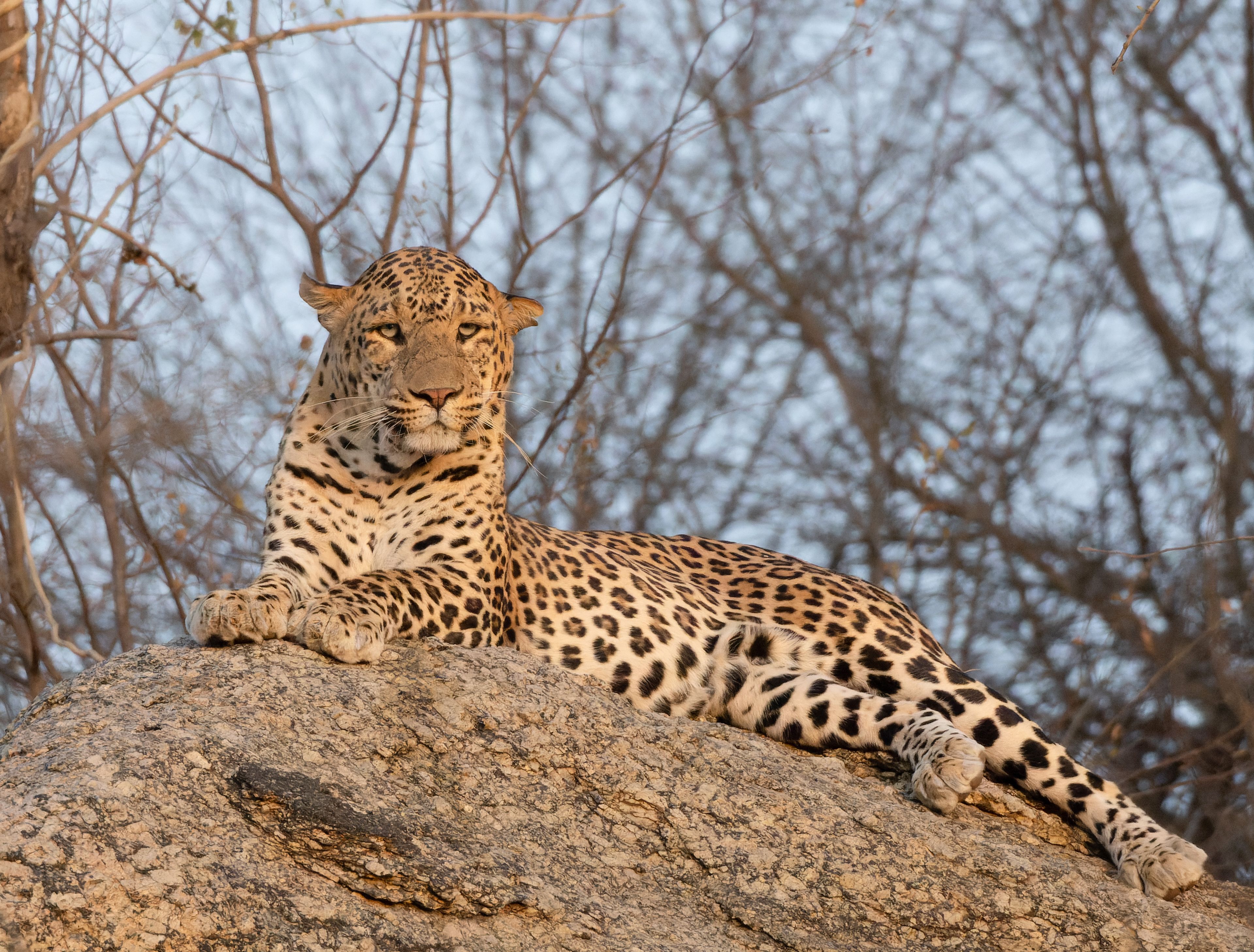 An Indian leopard resting on a granite outcrop in Jawai