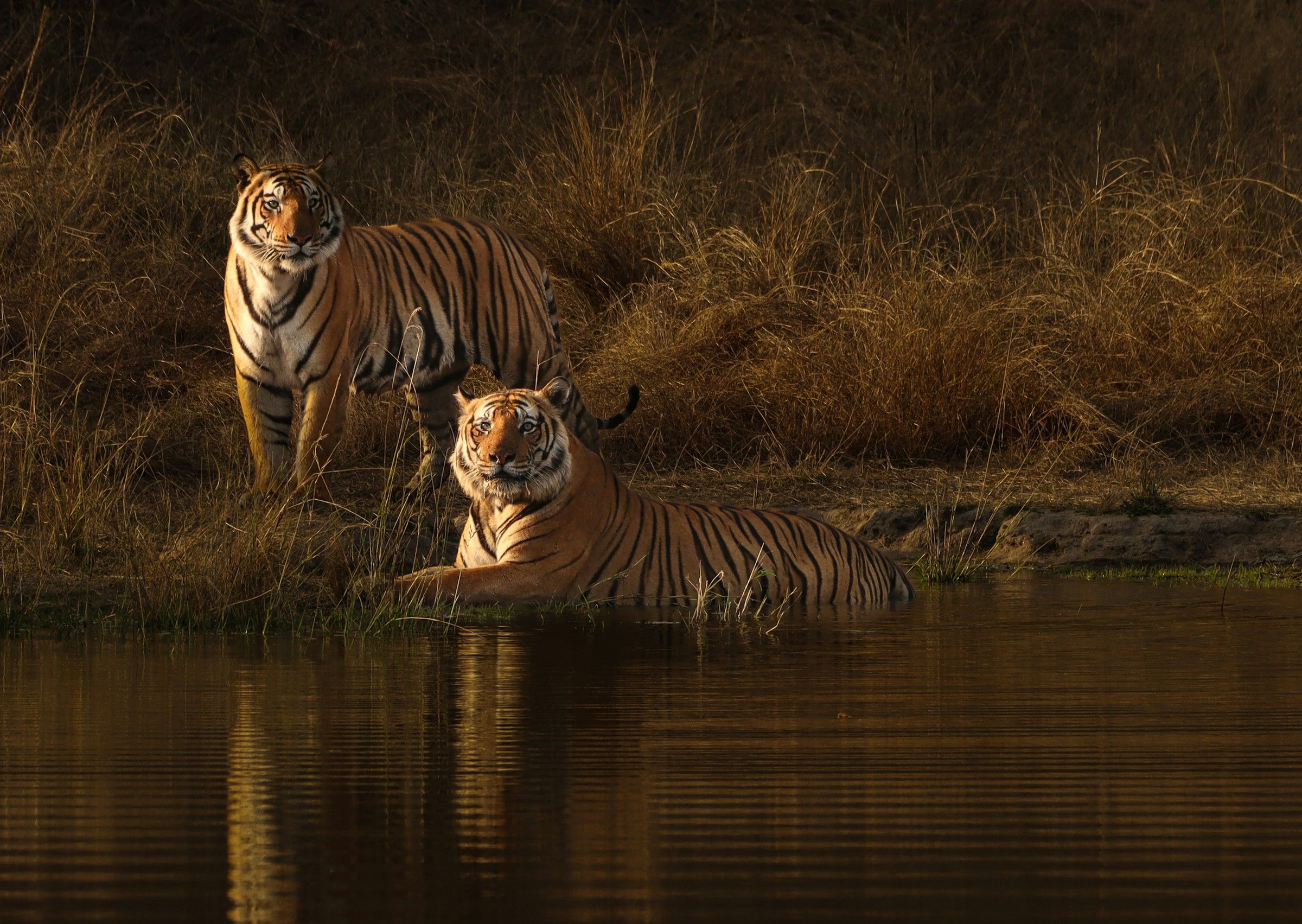 Two Bengal tigers beside water in warm light at Bandhavgarh National Park