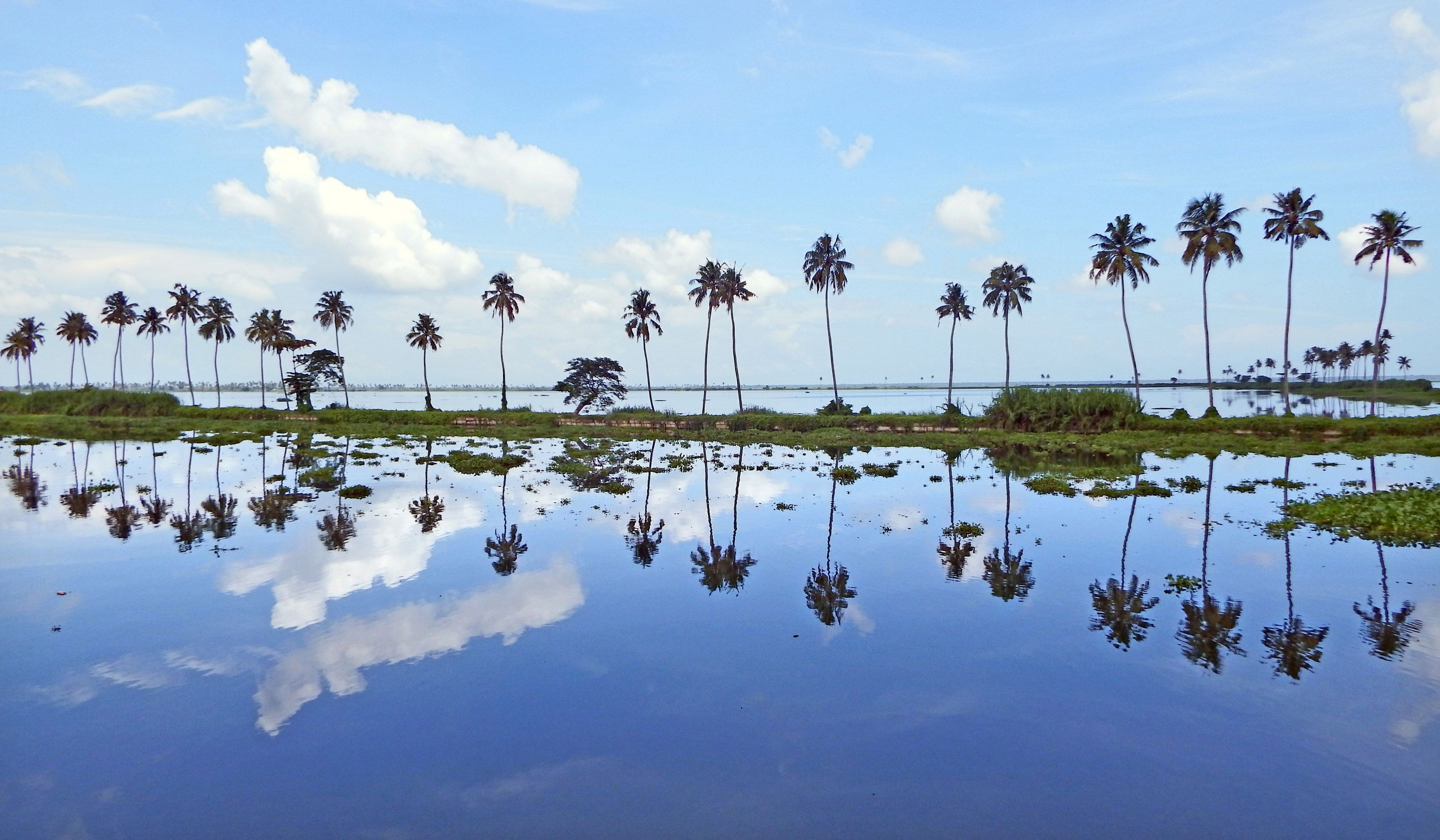 Coconut palms and clouds reflected in the still waters of Vembanad Lake at Kumarakom