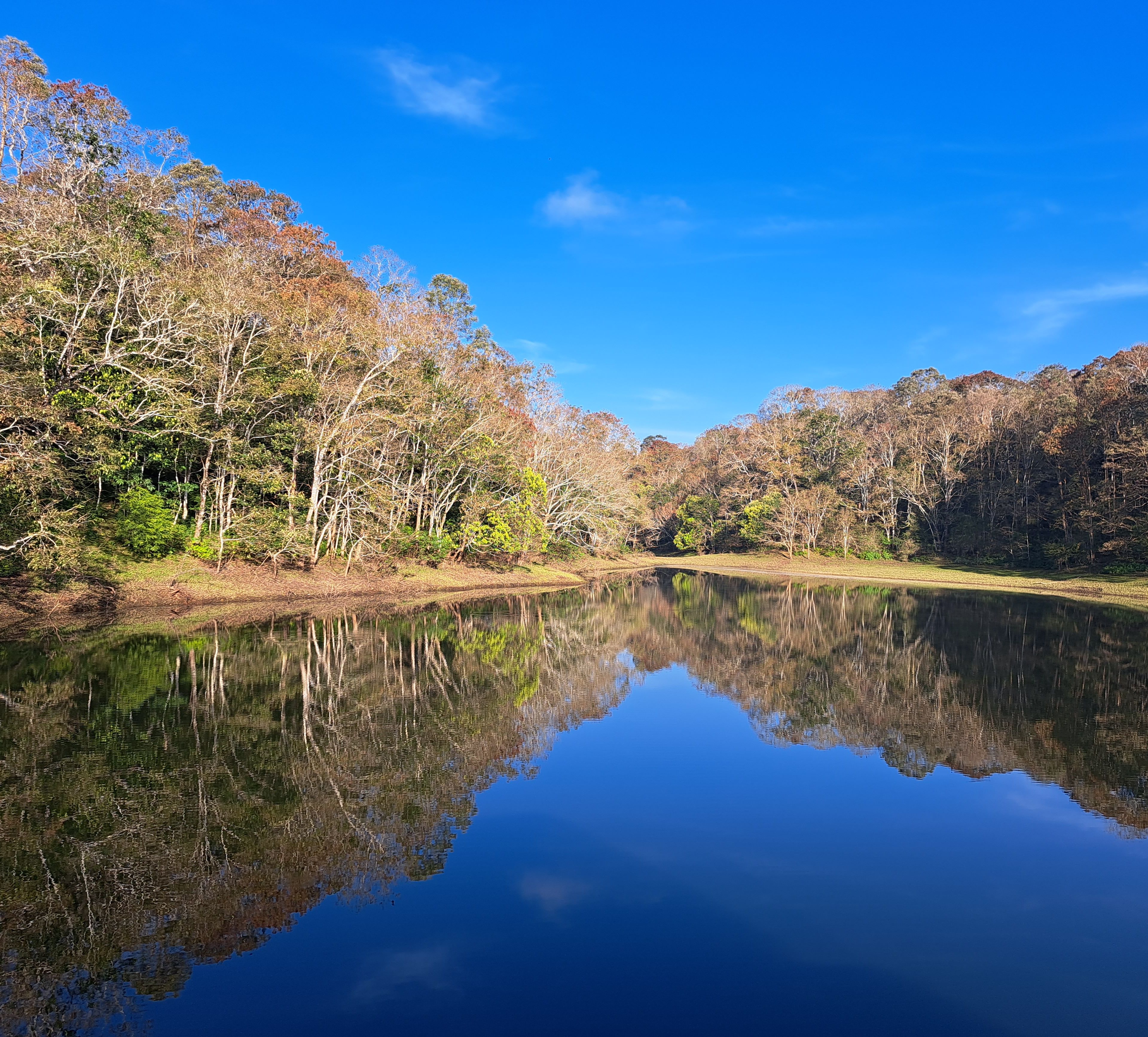Forest and a clear blue sky reflected in the still waters of Periyar Lake