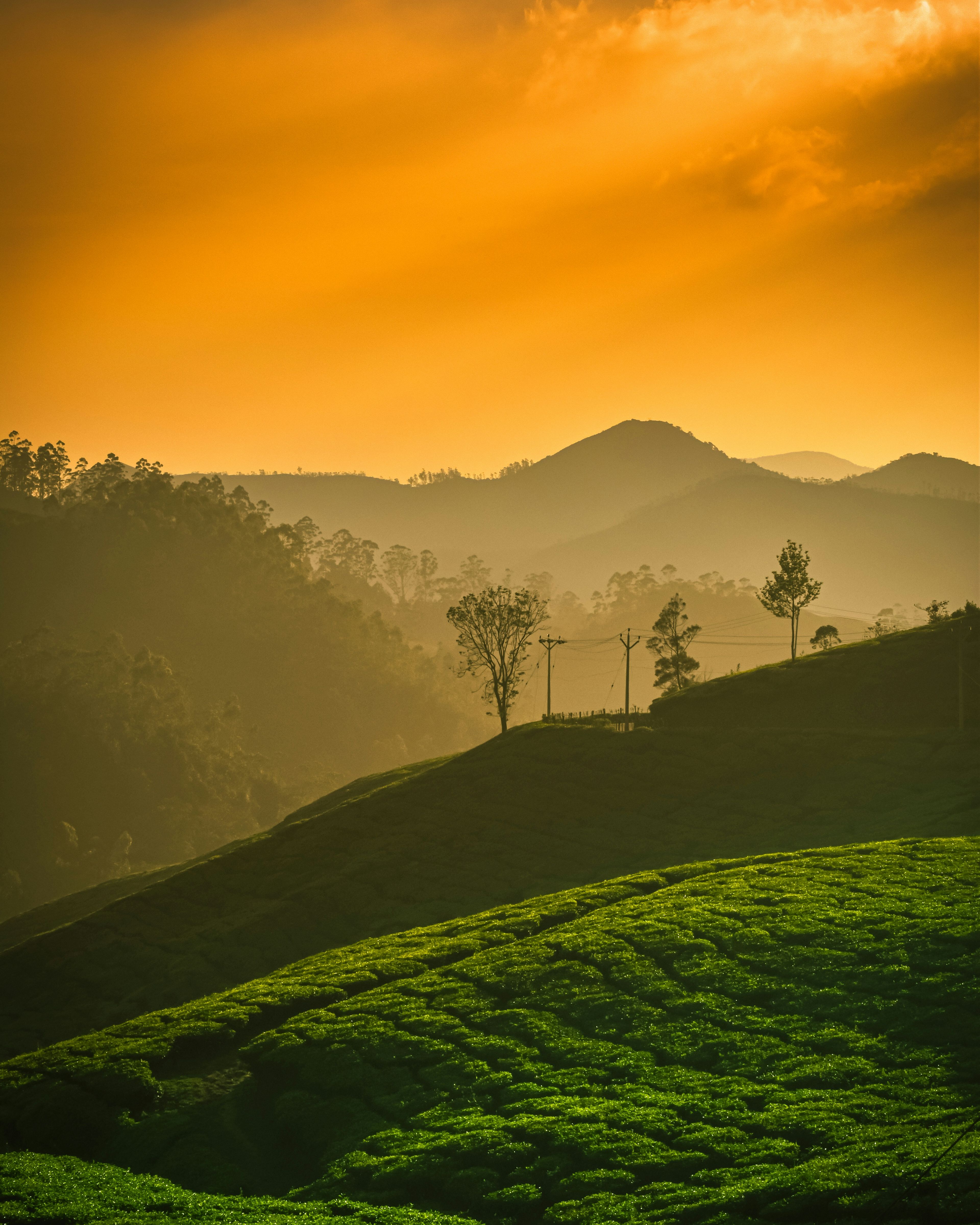 Golden light and layered mountain silhouettes above the tea gardens of Munnar