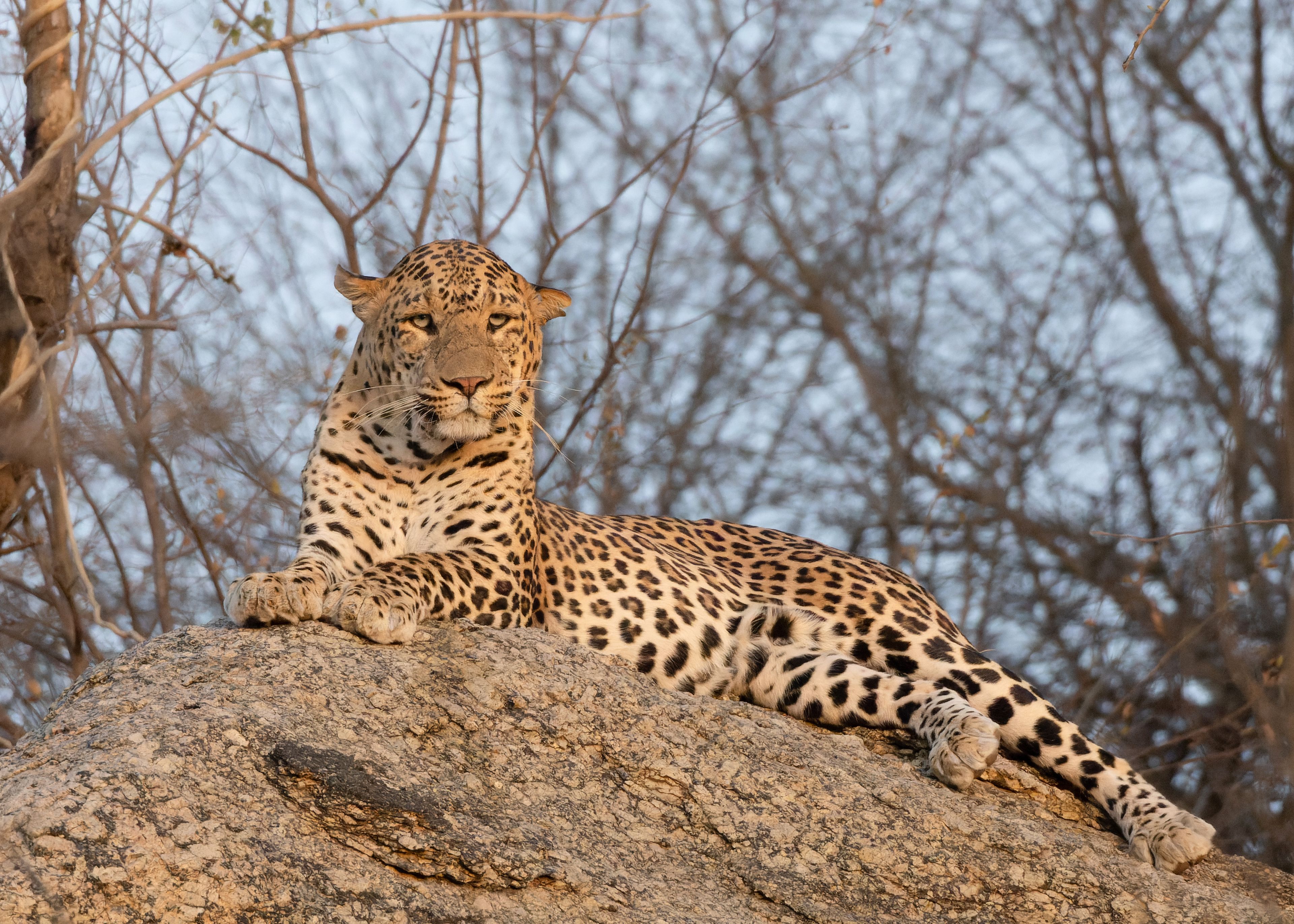 An Indian leopard resting on a granite outcrop in Jawai