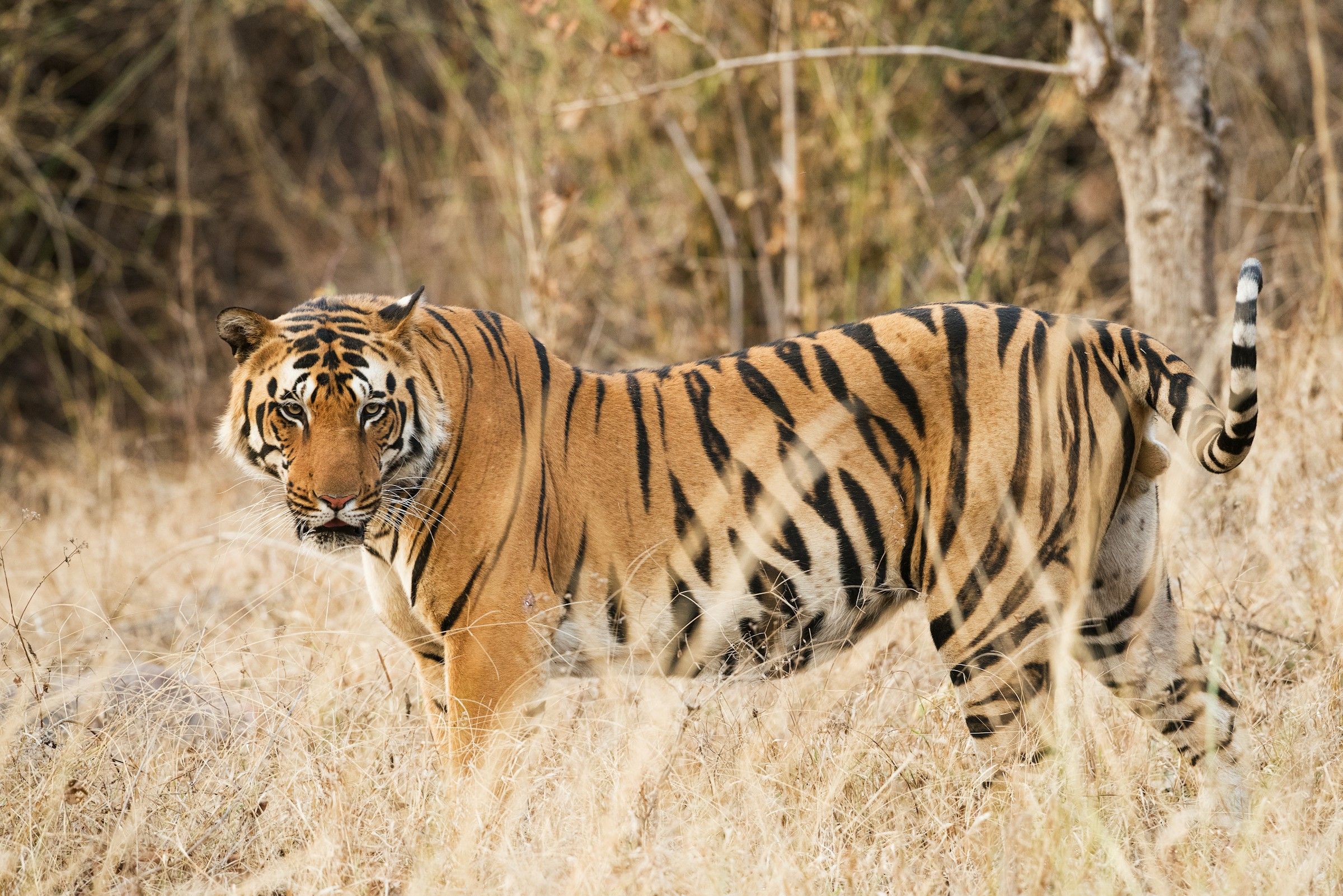 A Bengal tiger looking towards the camera in a pale grass clearing in Kanha National Park