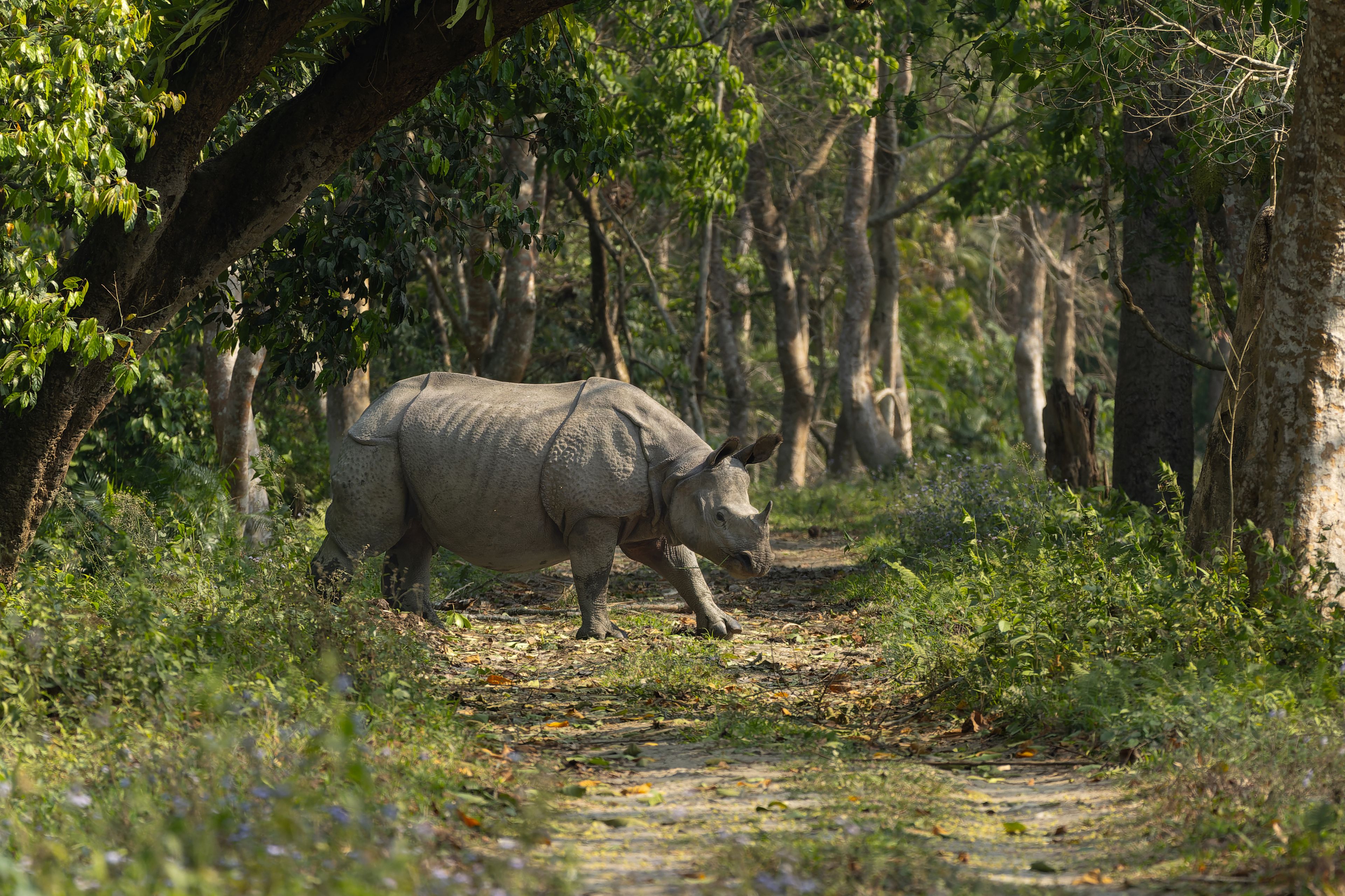 A greater one-horned rhinoceros in side profile crossing a sunlit forest track in Kaziranga National Park