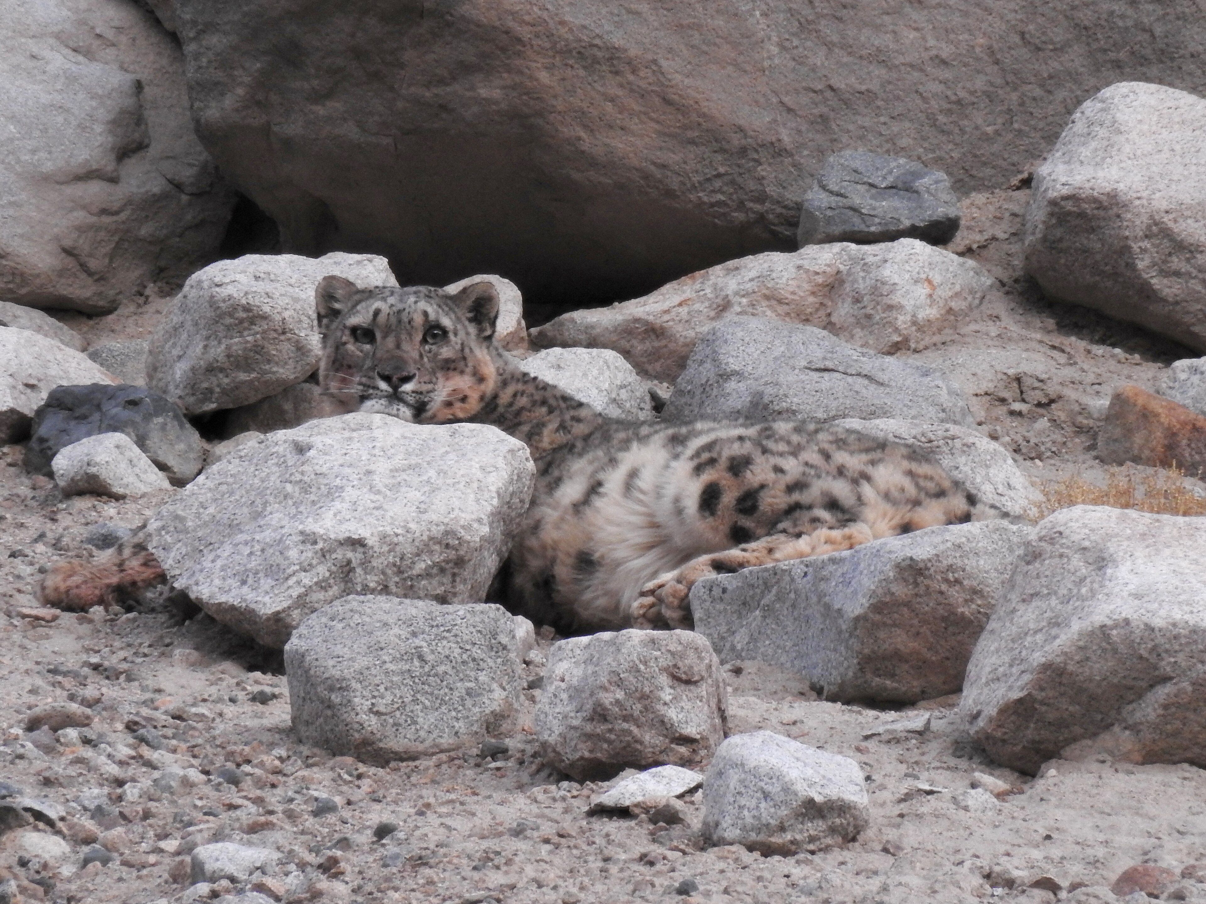 A wild female snow leopard resting among rocks in Ladakh