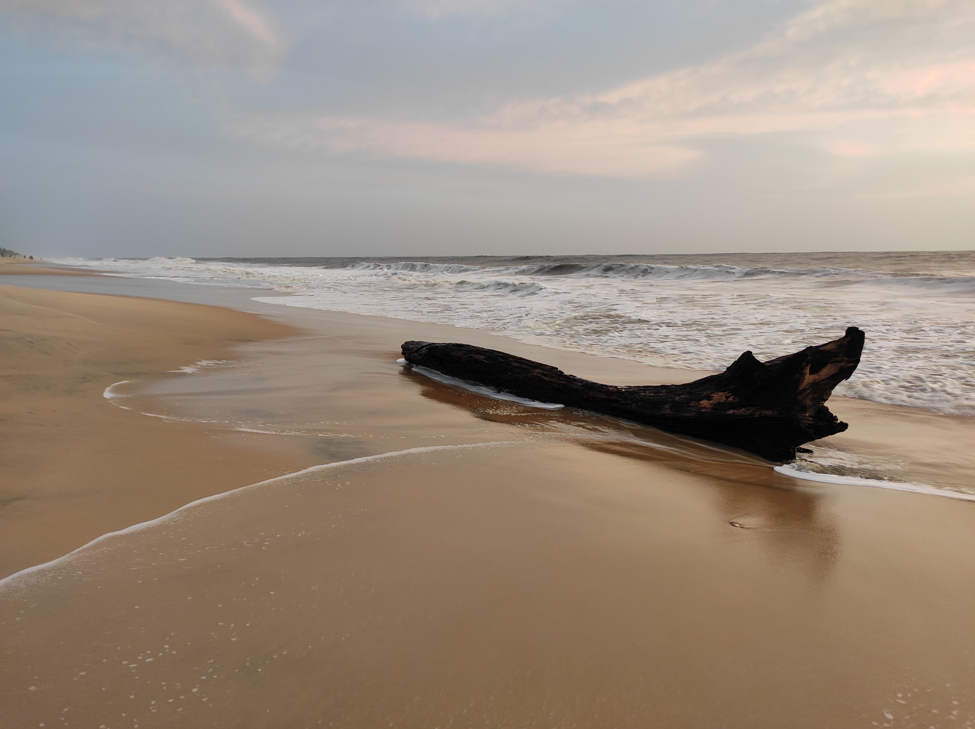 Sculptural driftwood on smooth wet sand beside the surf at Marari Beach in soft evening light