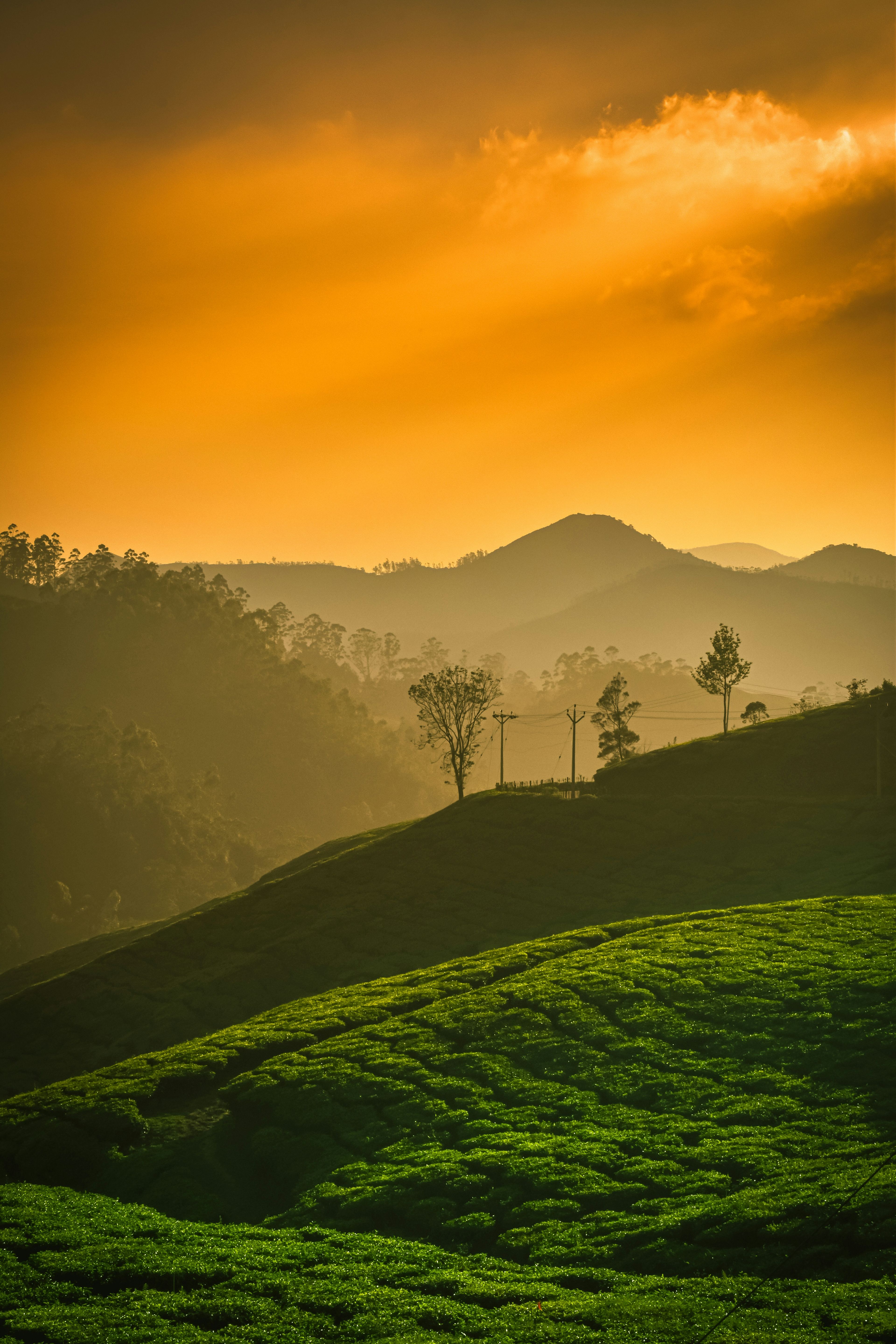 Golden light and layered mountain silhouettes above the tea gardens of Munnar