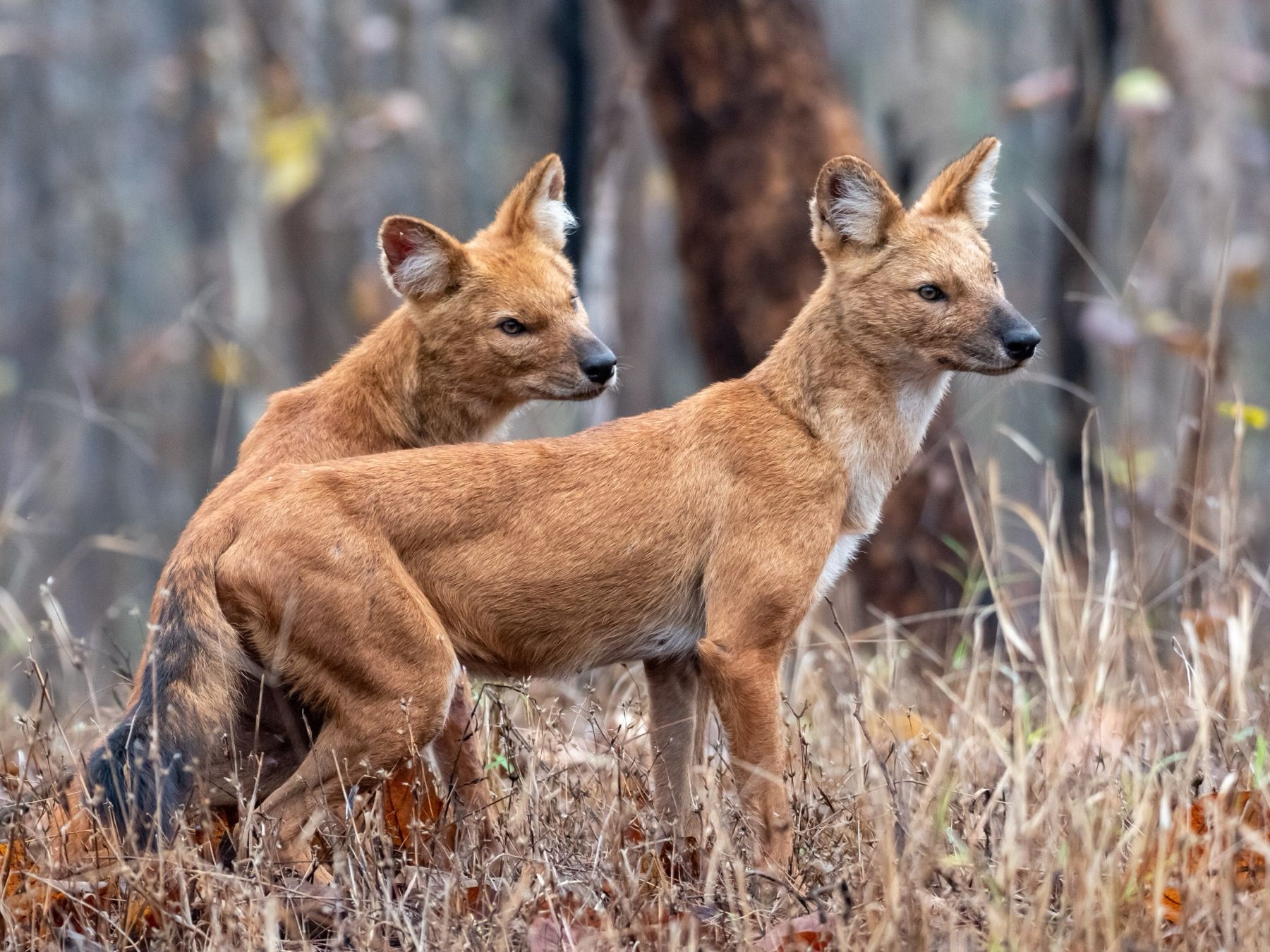 A pair of wild dholes, the Indian wild dog, in the forest of Pench National Park