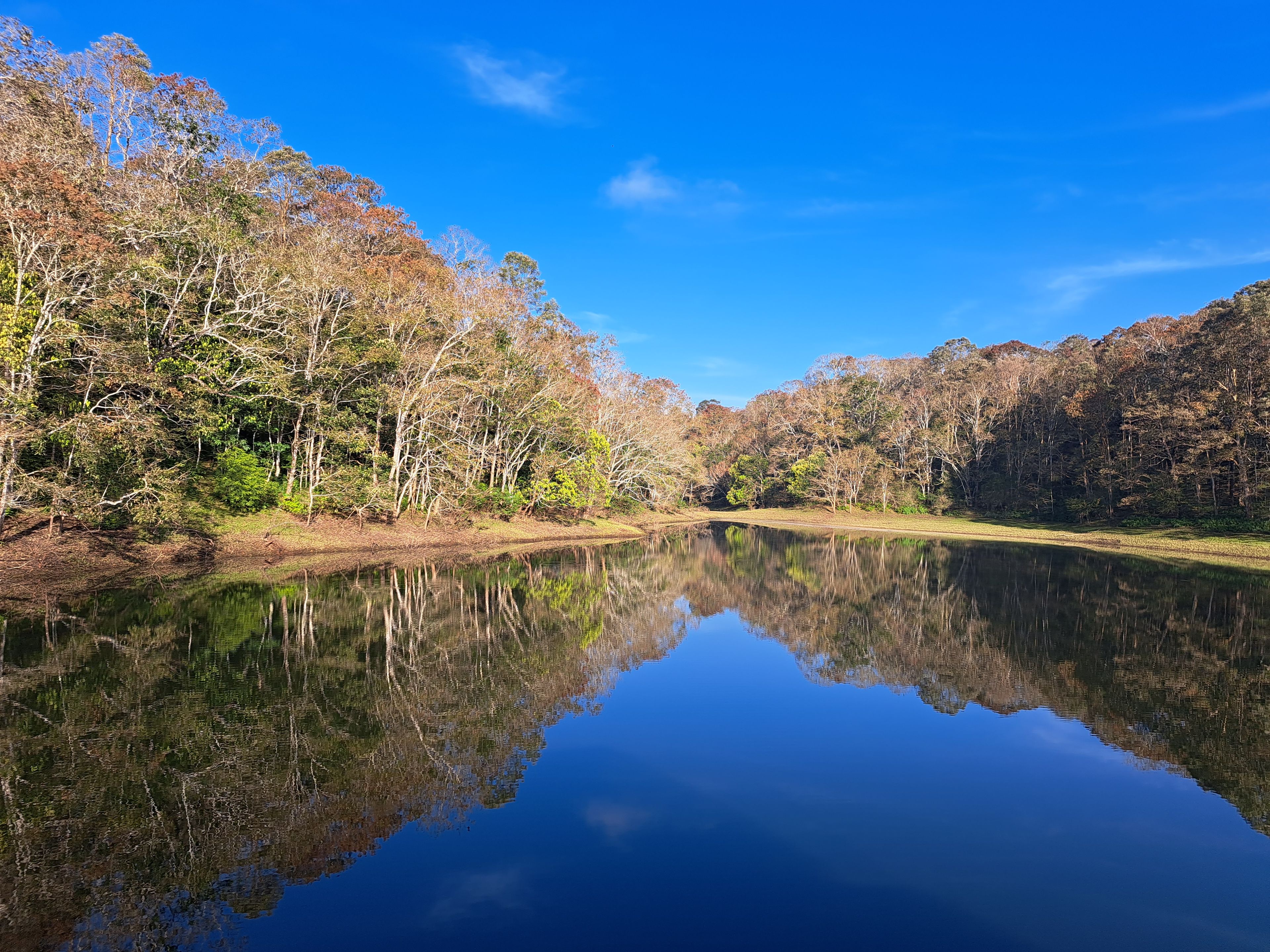 Forest and a clear blue sky reflected in the still waters of Periyar Lake