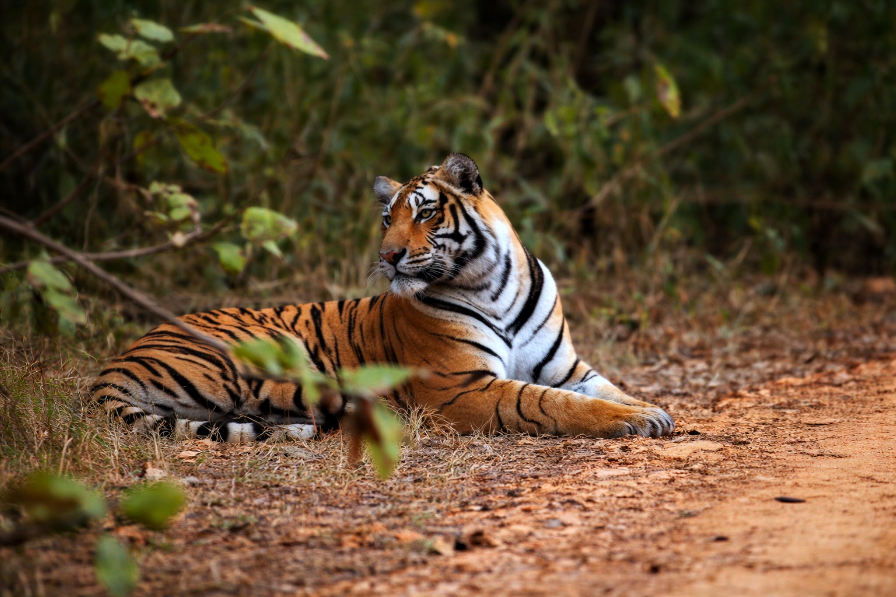 A Bengal tiger resting at the edge of a Rajasthan forest, its orange coat and white chest against dark green foliage