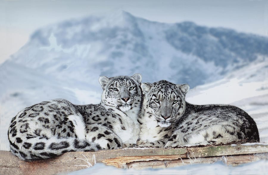 Two snow leopards resting together against a snowy mountain backdrop