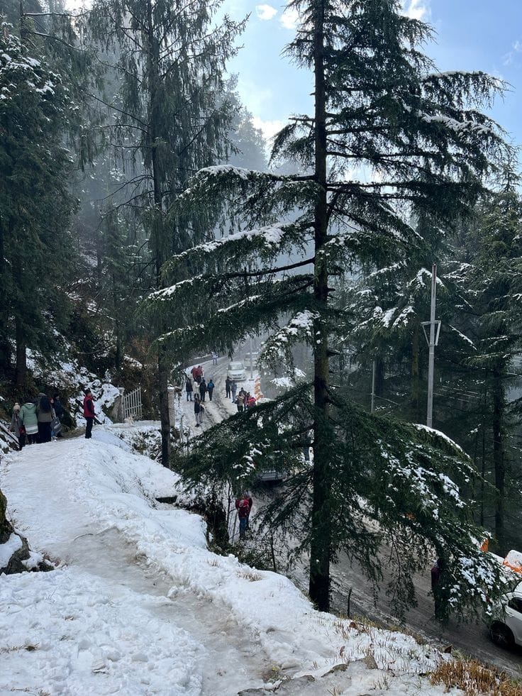 A narrow snowy path through tall conifers