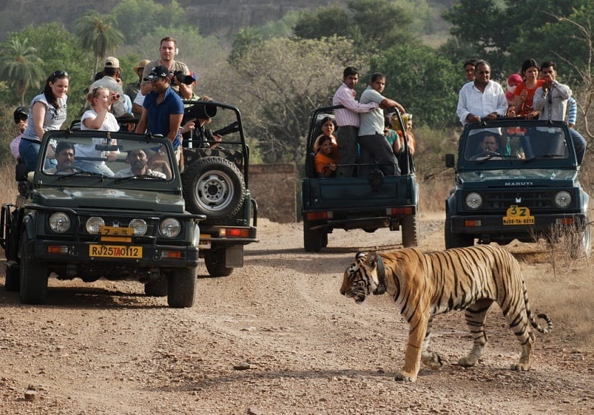A tiger walking past visitors in safari vehicles