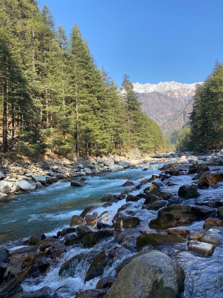 A rocky stream flowing through a conifer forest