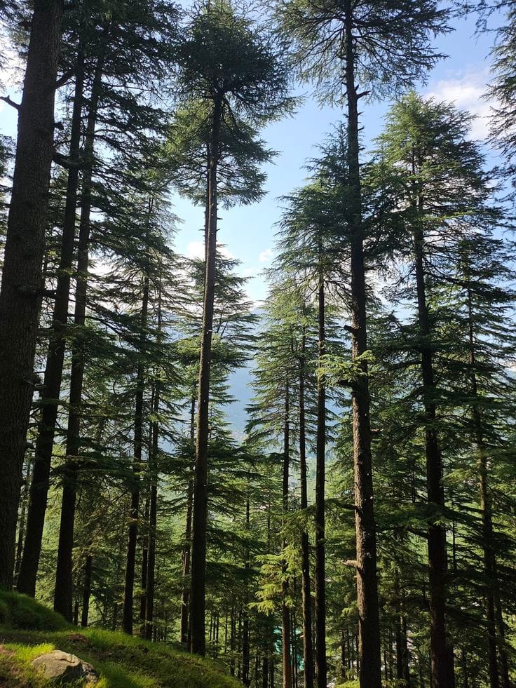 Tall conifers rising above a forest floor