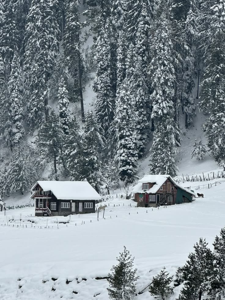 Snow-covered cottages beneath a dense conifer forest