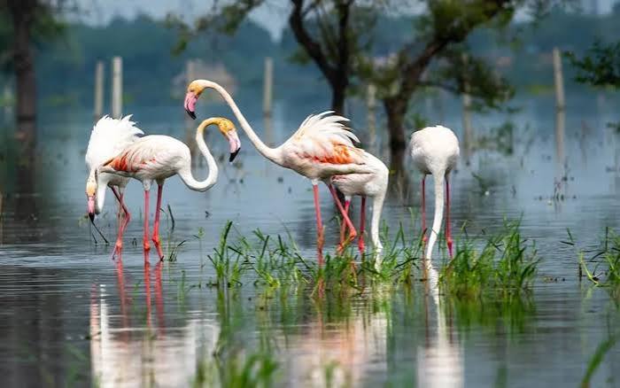 Flamingos standing together in shallow water