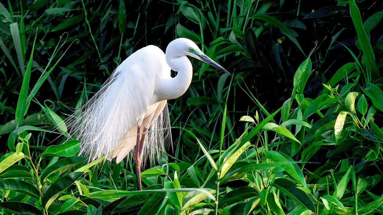 A white egret standing among wetland plants