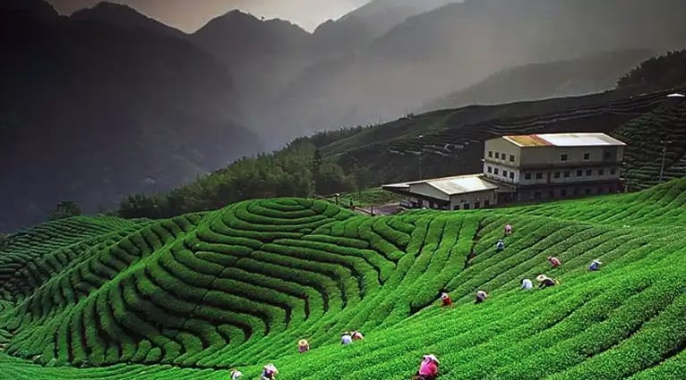 Rows of green tea bushes beneath dark mountain slopes