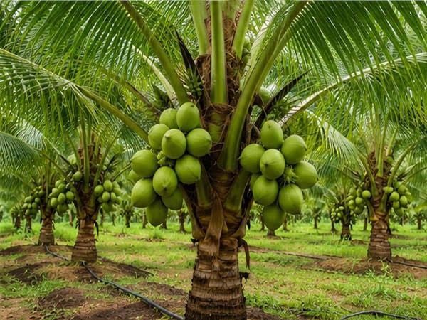 Green coconuts growing on a palm tree