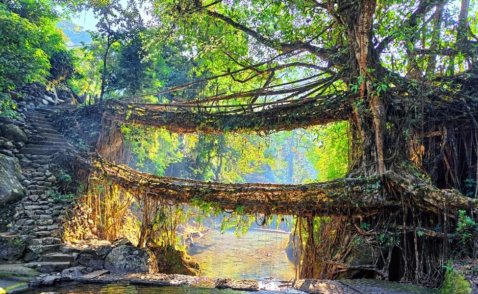 Two levels of living root bridges above a forest stream