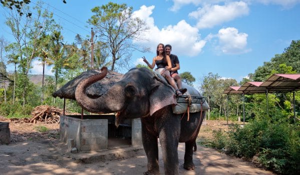Visitors seated on an elephant beside a wooded path