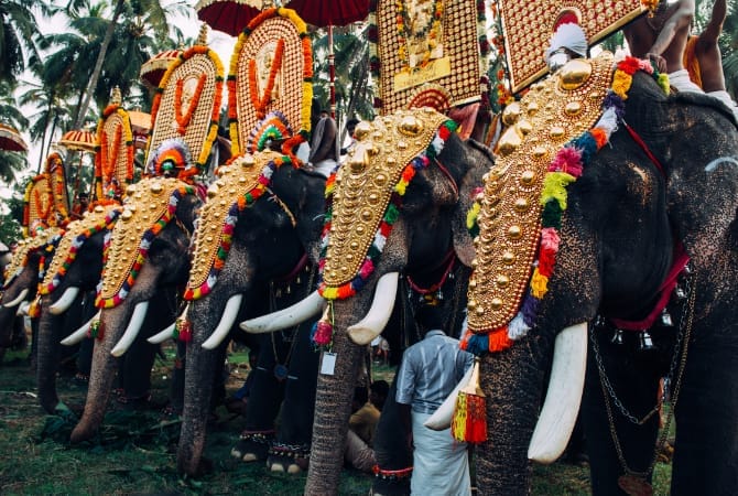 Elephants wearing gold-colored ceremonial ornaments