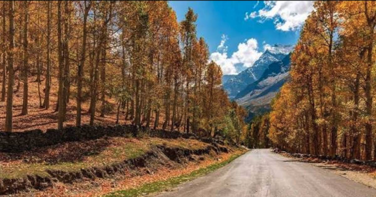 A road through trees with golden autumn foliage