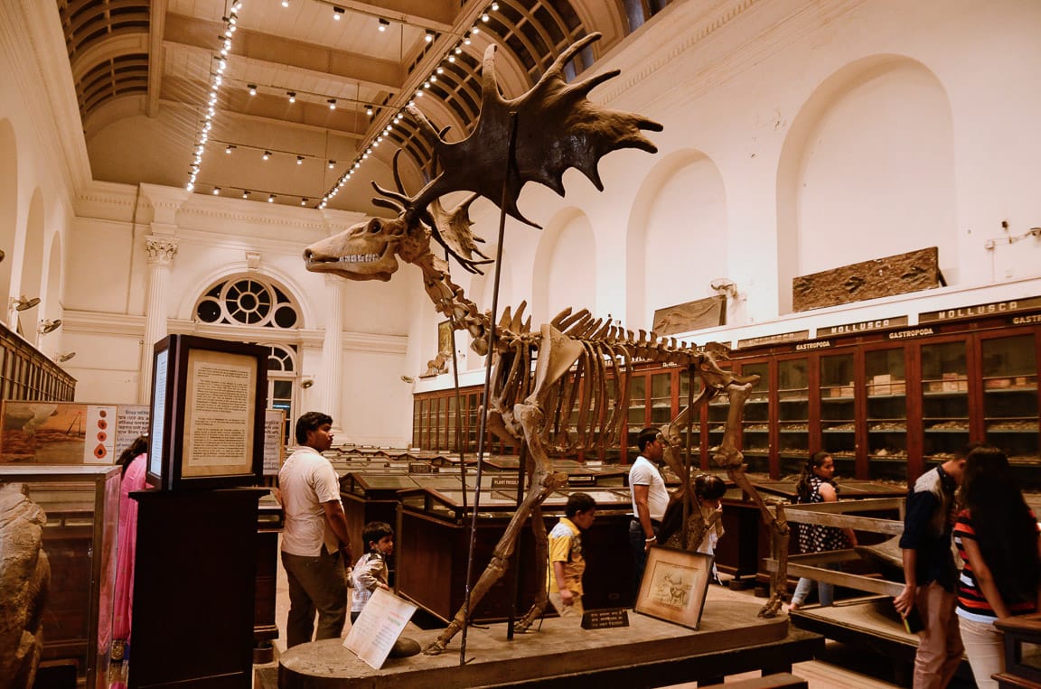 Visitors beside a dinosaur skeleton in a museum gallery