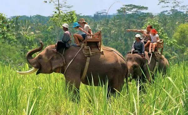 Visitors riding elephants through tall grass
