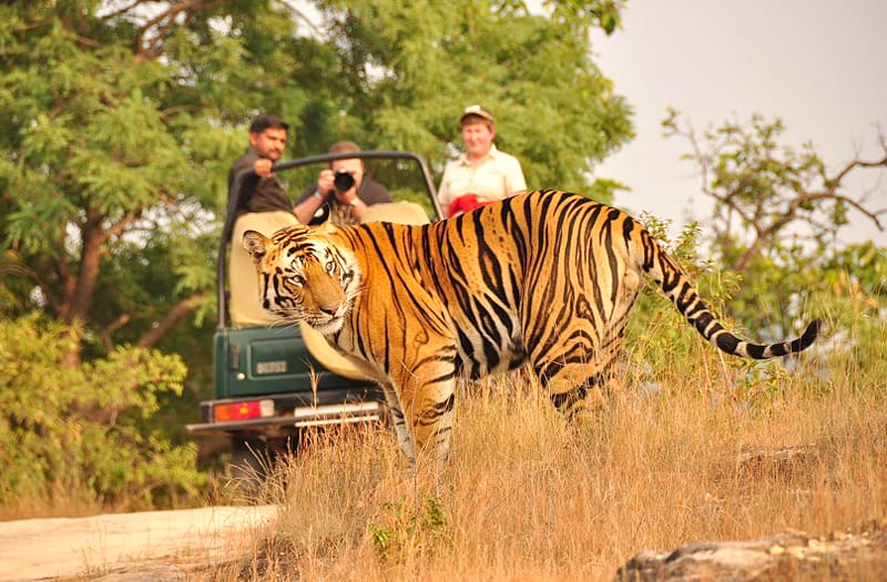 A tiger passing visitors in a safari jeep