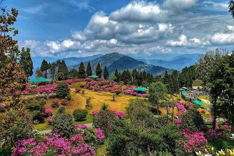 Colorful flowers on a hillside with mountains beyond
