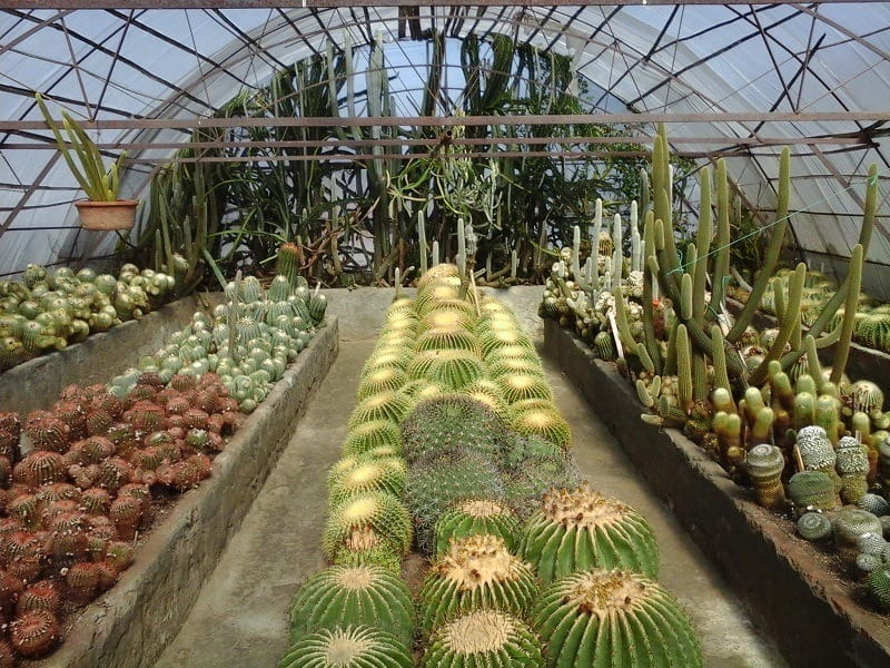 Rows of potted cacti inside a greenhouse