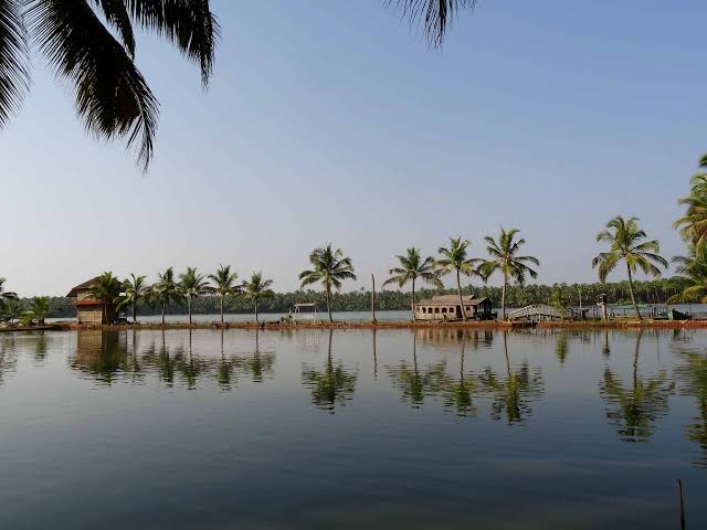 Coconut palms reflected in still backwater channels