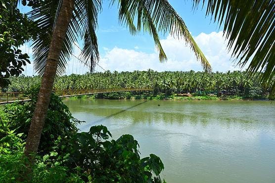 A quiet waterway framed by coconut palms