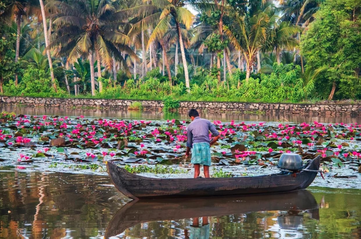 A boatman crossing water covered in flowering lilies