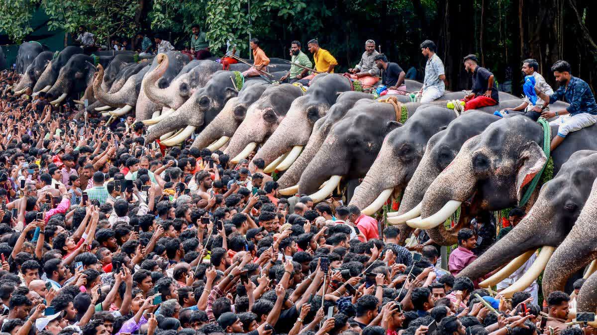 Festival crowds gathered before a line of elephants