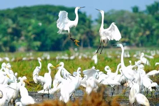 White egrets gathered among wetland plants