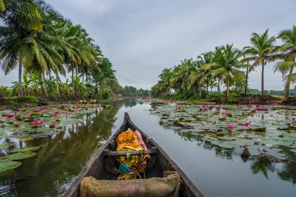 View from a canoe crossing water covered with lily pads