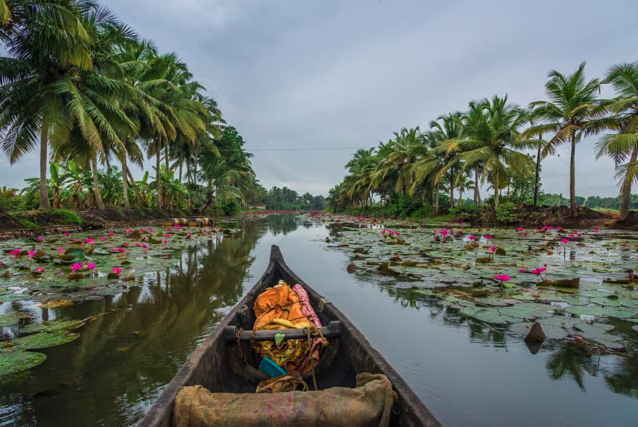 View from a canoe among water lilies and coconut palms