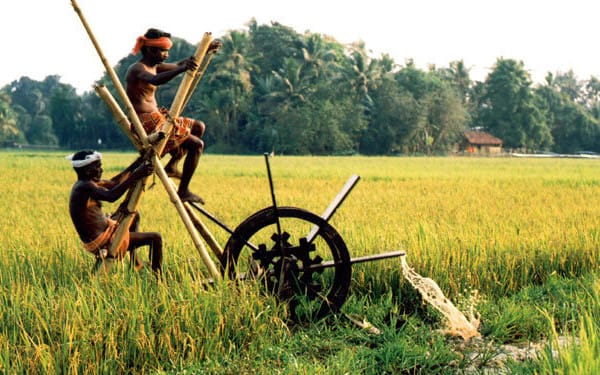 A farmer working a water-lifting wheel beside a rice field