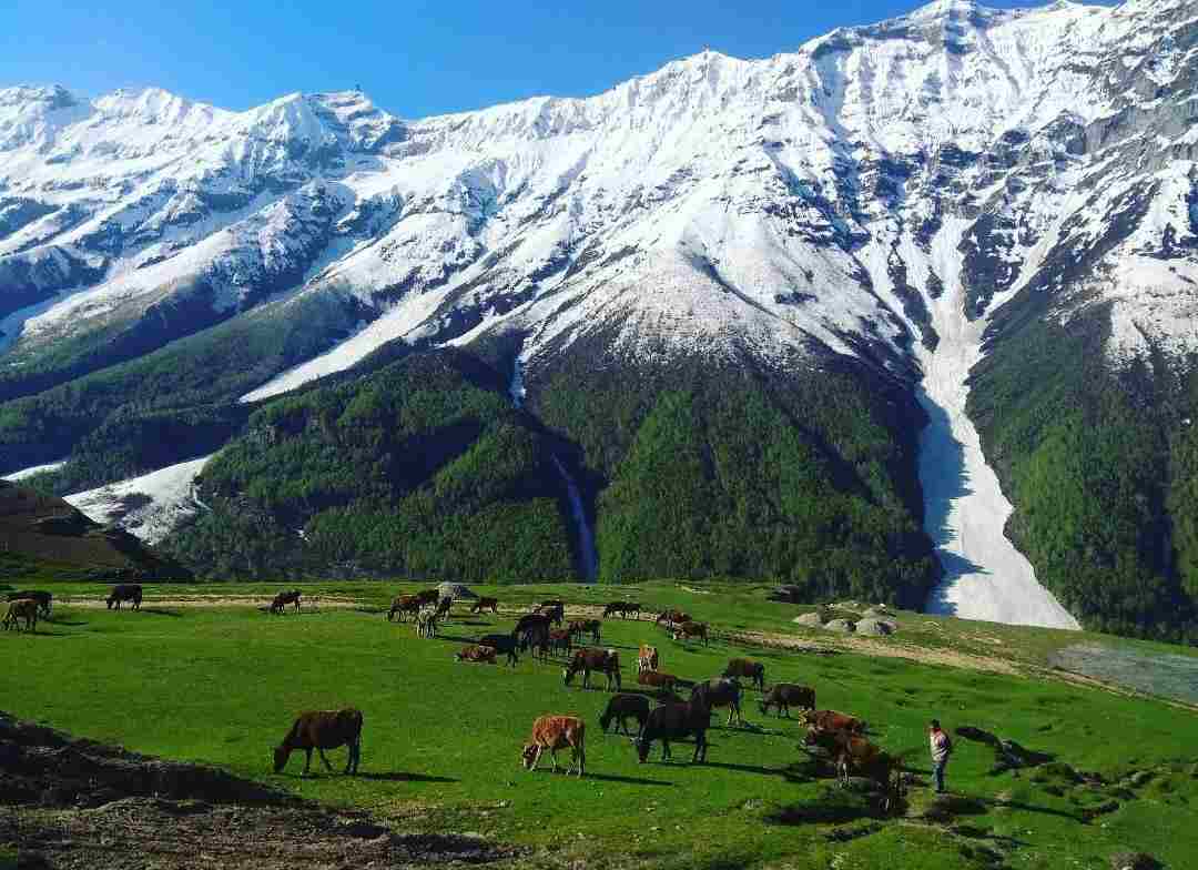 Grazing cattle on a green meadow below snow-covered peaks