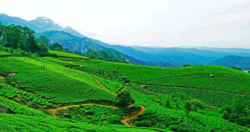 Green tea plantations covering rolling hills