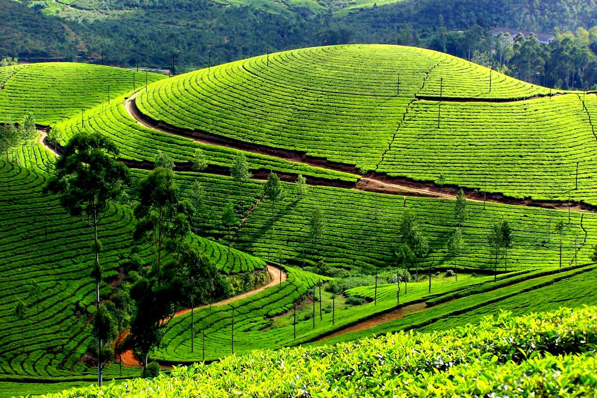 Rolling hills covered by bright green tea plantations