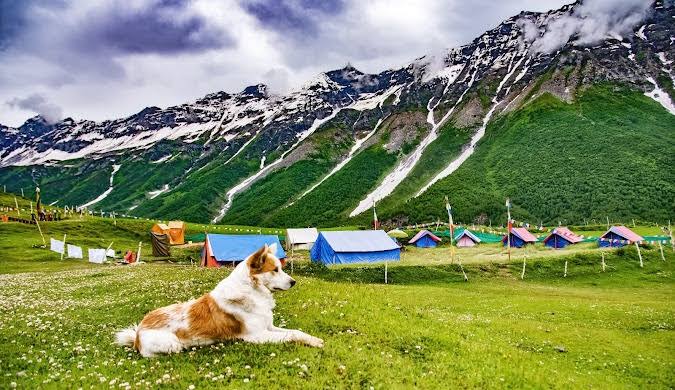 A dog resting beside tents in a green mountain valley