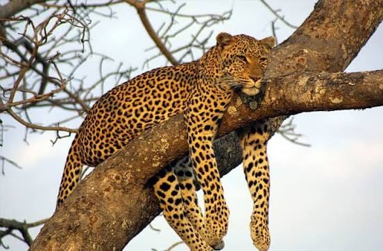 A leopard resting across the branches of a tree
