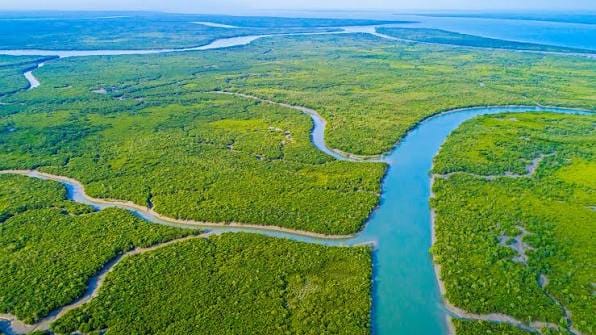 Aerial view of winding rivers through dense mangrove forest