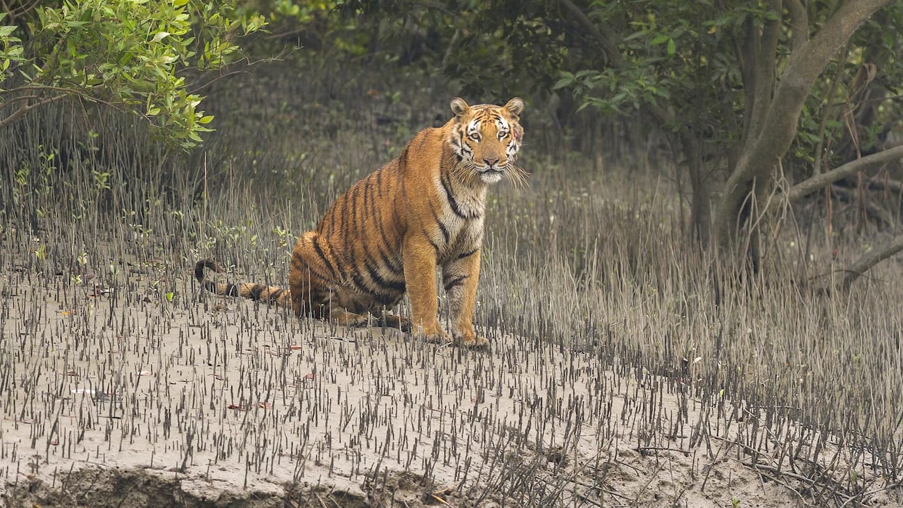 A tiger standing on the muddy edge of a mangrove forest